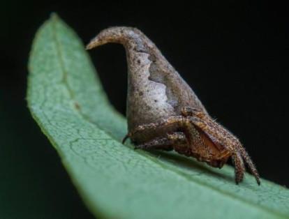 La araña 'Eriovixia gryffindori' fue hallada en la India y recibe su nombre en honor a la saga Harry Potter. La forma de la cola de la araña se asemeja al sombrero seleccionador que aparece en los libros y películas.