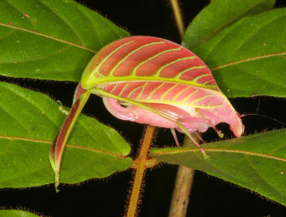 El insecto 'Eulophophyllum kirki' se asemeja a las vetas de una hoja pero con tonos rosas y verdes. Esta especie fue hallada en Malasia y lleva en su nombre el apellido de su descubridor, Peter Kirk.