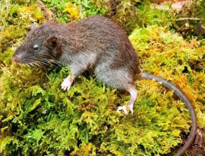 El roedor 'Gracilimus radix' tiene como característica su fina cola que se asemeja a un gusano y tiene una longitud mayor a la usual en un roedor de su tipo.


 Fue descubierto en Indonesia.