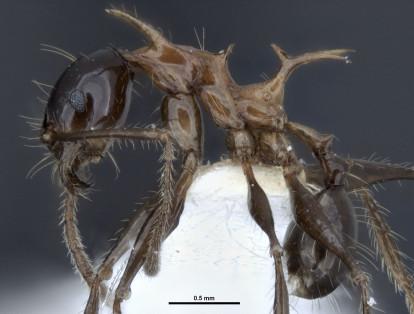 La hormiga espinosa 'Pheidole drogon', fue descubierta en Papúa Nueva Guinea. Esta especie tiene el nombre de uno de los dragones de la serie Juego de Tronos.
