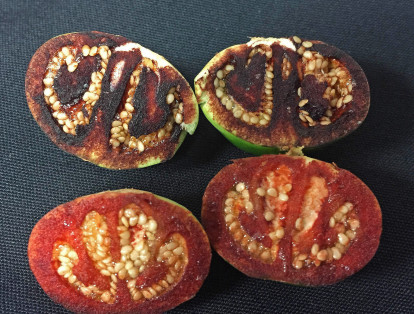Si bien 'Solanum ossicruentum' no es un animal tiene una característica única. Los frutos de esta planta toman una tonalidad 'rojo sangre' cuando son cortados.