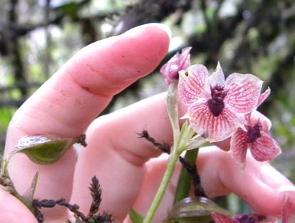 La orquídea 'Telipogon diabolicus' fue descubierta en Colombia y su nombre se origina por la semejanza del centro de la flor con un demonio. En el interior se puede observar una zona más oscura que da la ilusión de tratarse de un ser demoníaco.