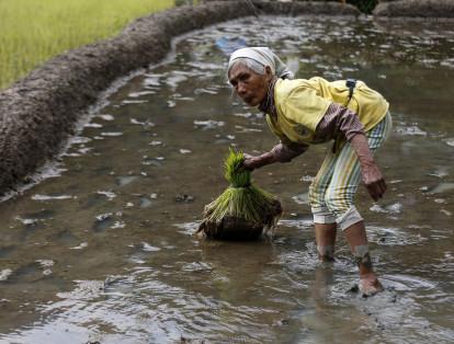 Una anciana de la tribu indígena Igorot trabaja en una plantación de arroz en la localidad de Batad en la provincia de Ifugao (Filipinas).