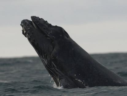 Más de 3.000 ballenas jorobadas llegan al país.