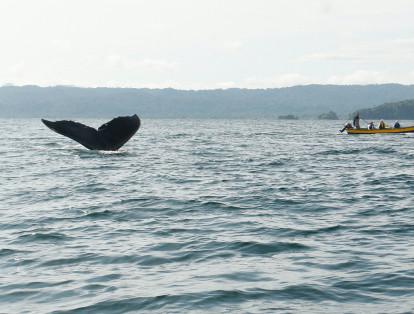 Más de 8.000 los kilómetros son recorridos por las ballenas jorobadas –yubarta- desde la Antártida hasta el Pacífico colombiano.