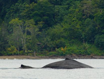 Las playas colombianas son adecuadas para el nacimiento de los ballenatos.