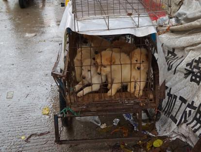 La asociación estadounidense Humane Society International (HSI) afirmó el mes pasado que las autoridades chinas prohibirían la venta de carne canina durante esta edición.