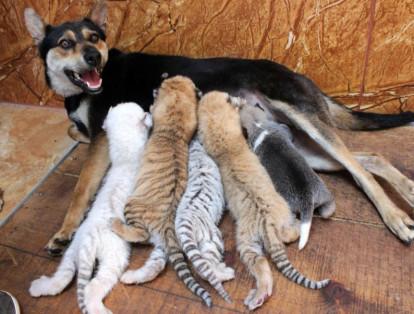 Un perro alimenta a cuatro cachorros de tigre recién nacidos y a un perrito en la Zona de Protección de Animales Salvajes de Xixiakou, provincia de Shandong, China.