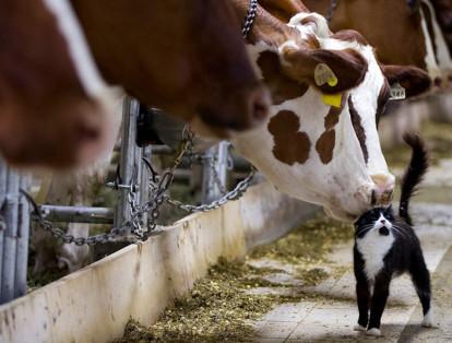 La foto, del 2015, muestra unas vacas lecheras que se acercan a un gato en una granja en Granby, Canadá.