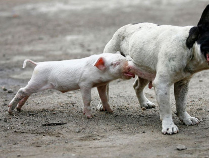 La foto de 2007 muestra un pequeño cerdo mientras se alimenta de un perro en Liaoning, una provincia de China.