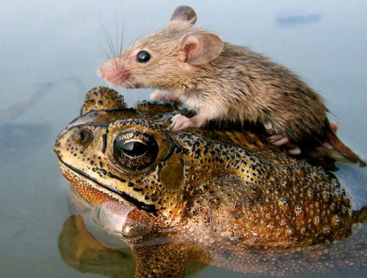 Un ratón se sube sobre un sapo en una fotografía tomada en 2006.