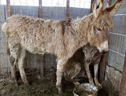 Esta inusual amistad se dio cuando el lobo fue capturado y puesto junto a este burro en una jaula en Albania, en 2007. Al parecer, la idea era que el lobo lo atacara y se lo comiera, pero en cambio, se hicieron amigos.