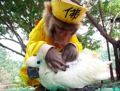Un mono explora el plumaje de un loro en un parque de animales salvajes en Shenzhen, al sur de China, en esta imagen tomada en 2005.
