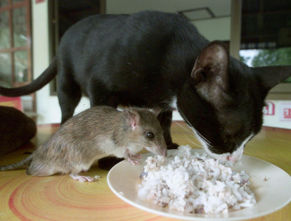 Anuan, una gata de siete años, comparte su comida con un ratón en una casa en Bangkok, en 2002.