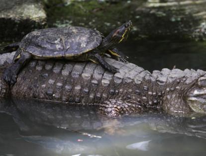 Una tortuga se posa sobre un cocodrilo en el Zoológico de Panamá, en 2012.