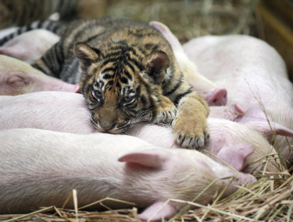 Un tigre cachorro descansa junto a un grupo de cerdos en un parque al sur de China, en 2007.