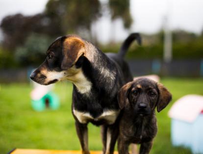 En el 2015 #Ayudandog donó alimento a más de mil perros de fundaciones.