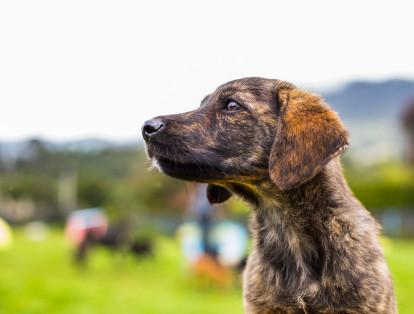 "La misión de Dog Chow es mejorar la nutrición y salud de los perros, esto no excluye a quienes por una u otra razón se han visto privados de tener un hogar" Adam Graves