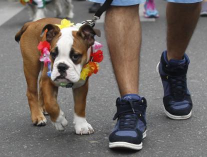 Hoy por las principales calles de Medellín se llevo a cabo la 18a. caminata canina y de mascotas Tierragro.