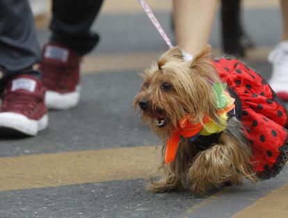 Hoy por las principales calles de Medellín se llevo a cabo la 18a. caminata canina y de mascotas Tierragro.