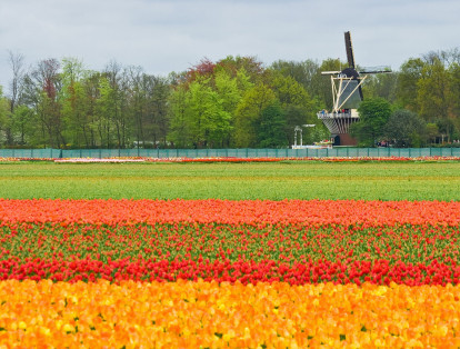 Campos de tulipanes

Nada mejor que visitar uno de los lugares más coloridos del mundo, los campos de tulipanes en Holanda que florecen desde marzo hasta mediados de mayo. Debido a las noches frías de la provincia de Flevoland, esta zona es la indicada para que millones de tulipanes germinen con tonos inimaginables.