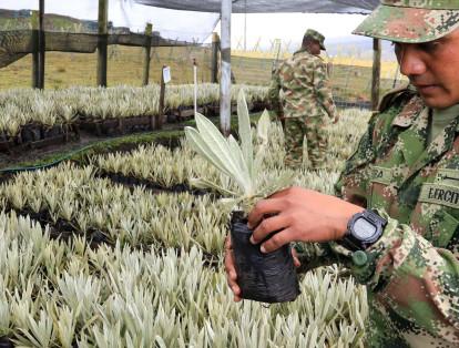 Cuando las hojas de los frailejones adquieren suficiente fuerza son llevadas a un vivero que implementaron en el batallón del páramo.