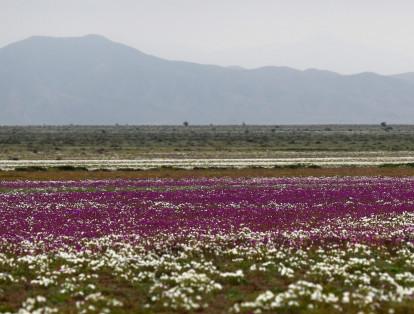 Las intensas y sorpresivas precipitaciones registradas en las regiones del norte de Chile durante los meses del invierno austral dieron paso al deslumbrante desierto florido en Atacama, el más árido y soleado del mundo.