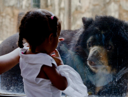 La Corte Suprema de Justicia tumbó el habeas corpus que ordenaba el traslado del oso de anteojos ‘Chucho’ del  zoológico de Barranquilla hacia la reserva natural Río Blanco, en Manizales.