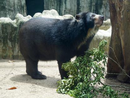‘Chucho’es un oso de anteojos de 23 años que fue trasladado al zoológico de Barranquilla, luego de haber pasado sus últimos 18 años en la reserva de Río Blanco.