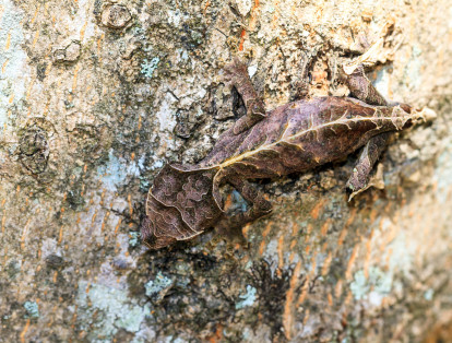 El Gecko cola de hoja (Uroplatus phantasticus): Esta especie es endémica de Madagascar y es experta en evitar a los depredadores a través de su mimetismo. Su tamaño adulto es de 6,5 a 15 cm de longitud total, incluyendo la cola.