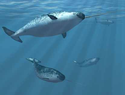 Narval (Monodon monoceros): Esta cetáceo dentado habita en el norte del Océano Atlántico y en los mares del Ártico. Los machos de esta especie se caracterizan por su largo colmillo el cual puede llegar a medir hasta 2 metros y pesar 10 kilos. Se cree que este colmillo cumple un rol de transductor de sonidos.