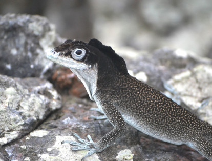 Entre las cuatro especies endémicas terrestres que habitan el Santuario se encuentra el lagarto punteado.