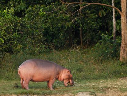 En el municipio hay alrededor de 40 hipopótamos y cada año se reproducen más.