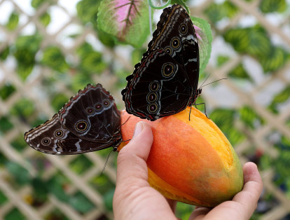 Los visitantes podrán contemplar más de 1.200 ejemplares y 30 especies diferentes de mariposas revoloteando por el lugar.