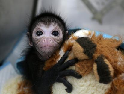 Olivia es el nombre de esta cría de mono araña de 25 días de edad, que fue encontrada inconsciente hace ocho días.