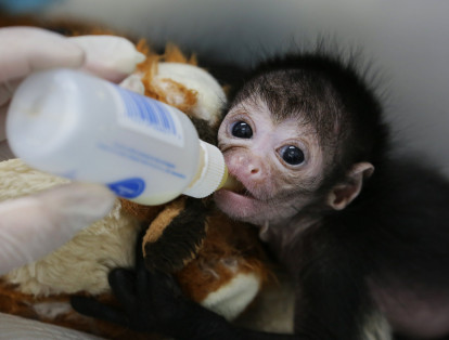 El mayor riesgo estaba en que los bebés mono arañas demandan temperaturas altas y alimentación permanente.