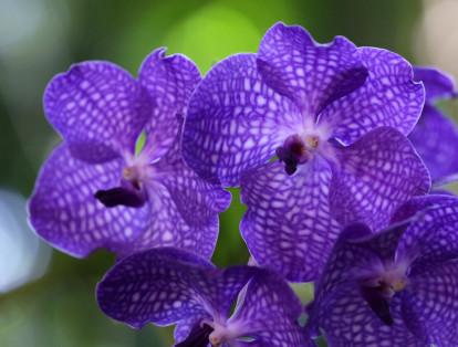 En Cali se llevó acabo Caliorquideas 2017, una muestra con 2.000 variedades de esta planta, emblemática por ser considerada como la flor nacional.