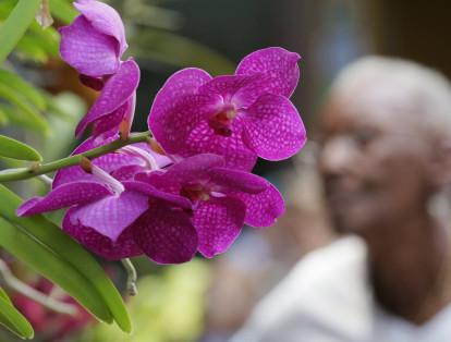 El país es reconocido por ser el segundo exportador de esta flor a nivel mundial.