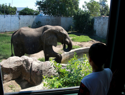 Tantor tiene aproximadamente 50 años y es uno de los ejemplares más visitados del zoológico.