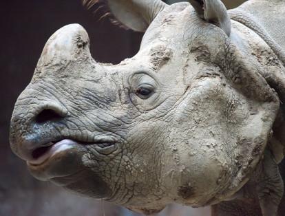 2. El rinoceronte de Java 

La UICN estima que unos 50 rinocerontes, residentes en Indonesia, son vítimas de caza furtiva por sus cuernos.