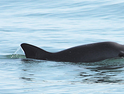 4. La vaquita marina 

Esta especie es víctima de las redes de pesca, especialmente en la zona del Alto golfo de California. Al parecer, de 60 de estos cetáceos que existían el año pasado, en la actualidad solo está la mitad.