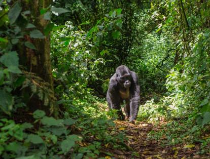 6. Los gorilas occidentales del río Cross 
Estos simios son capturados para consumir su carne o para mantenerlos en cautiverio. Se ubican principalmente en el occidente africano.