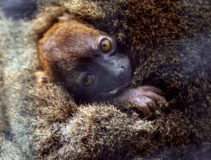 9. El lemur cariancho
También se ubica en Madagascar y desde el año 2008 se ubica en la Lista Roja de Especies Amenazadas de la Unión Internacional para la Conservación de la Naturaleza. La destrucción de su hábitat ha sido la principal razón por la que ha ido desapareciendo.