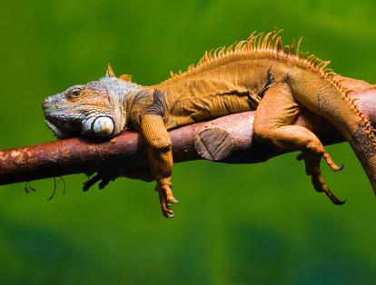 10. La iguana de Jamaica 
La UICN no tiene datos exactos de cuántos ejemplares quedan en la tierra. La depredación de especies introducidas y el dominio del ser humano sobre su hábitat han hecho que esta población ya no sea tan visible.