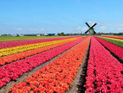 Campos de tulipanes en Lisse – Países Bajos 

La ciudad de Lisse está ubicada en la provincia de Holanda Meridional, en los Países Bajos, y cuenta con uno de los lugares más atractivos del mundo, los campos de tulipanes. Uno de ellos es el de Keukenhof o ‘Jardín de la cocina’ que cuenta con 32 hectáreas cubiertas con gran diversidad de flores. El complejo está dividido en cuatro pabellones para clasificar las flores, bulbos y semillas.