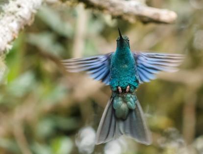 Las bellas imágenes ganadoras del concurso de fotografía de aves BirdFair 2017