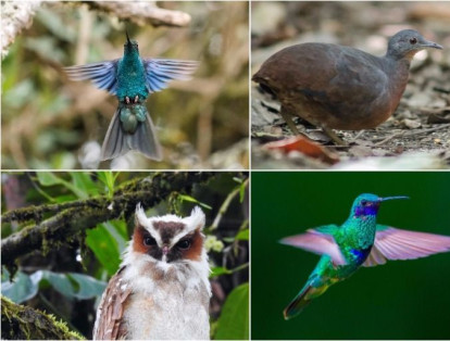 Las bellas imágenes ganadoras del concurso de aves BirdFair 2017