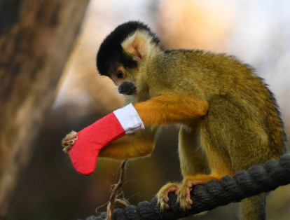 Los monos ardilla inspeccionaron ansiosamente los envoltorios hasta encontrar finalmente su regalo.
