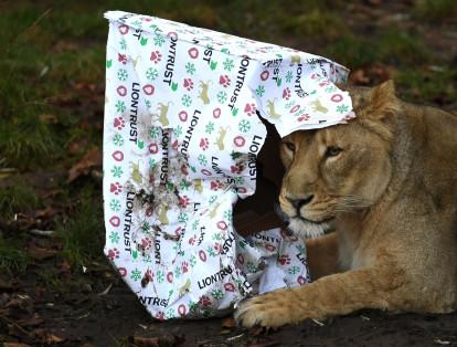 Los leones destrozaron los contenedores del regalo y jugaron por largo tiempo  con ellos.