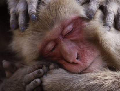Uno de los ganadores en la categoría  de vida salvaje de este ‘Mantenimiento de Macacos’, se trata de un animal japonés que se relaja a orillas de un manantial de aguas termales.